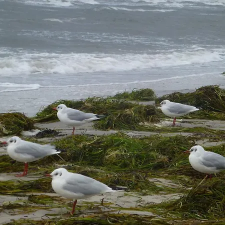 Strandlaeufer Zempin