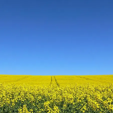 Strandlaeufer * Zempin