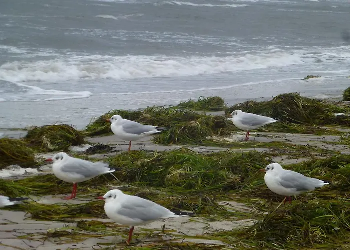 Strandläufer Zempin