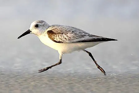 Apartment Strandläufer